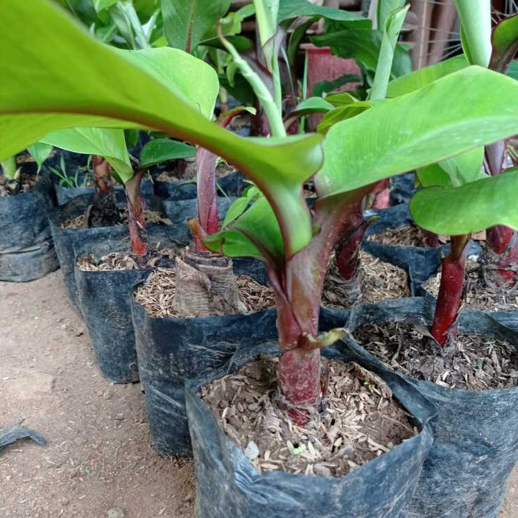 Bibit Tanaman Pisang Merah - Asli