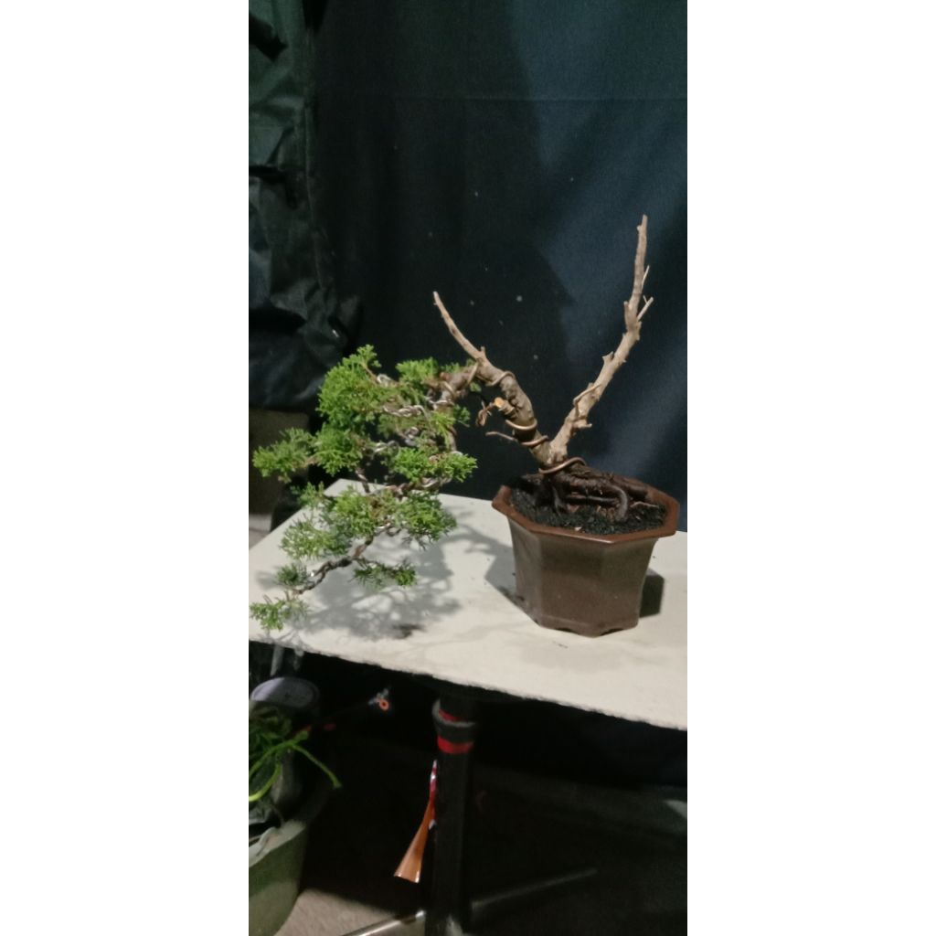 sargenti jarum