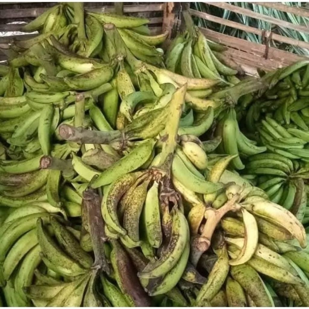 

Pisang Tanduk untuk pisang goreng si 3buah