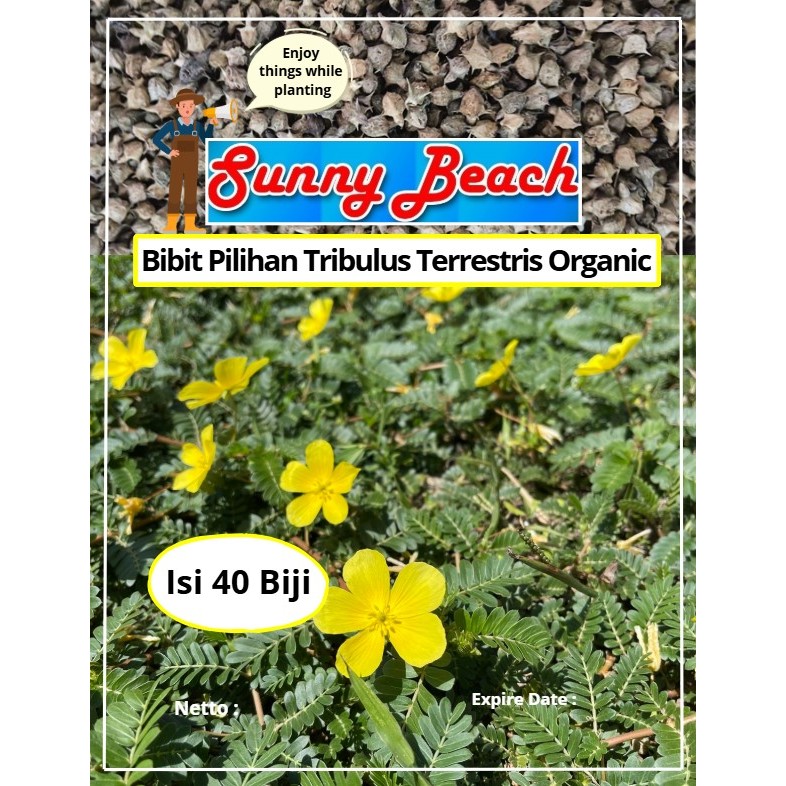 Bibit Pilihan Tribulus Terrestris Organic | Biji Benih Tribulus Terrestris Organic| Tribulus Terrest