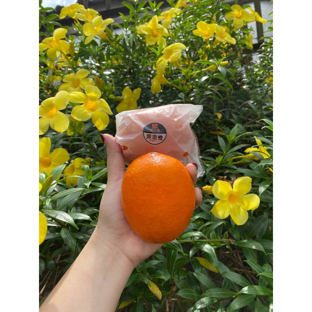 

Jeruk Sunkist Navel