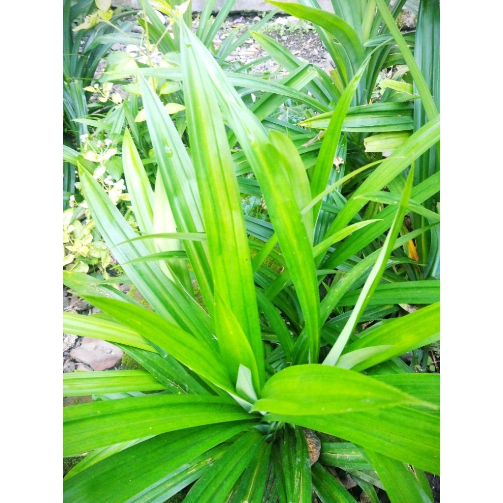

Daun pandan wangi ORGANIK/pembelian10 lembar gratis 1