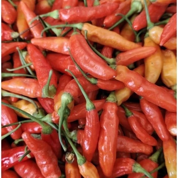 

Terlaris Cabe Rawit Merah Pedas (CRM/Cengek)