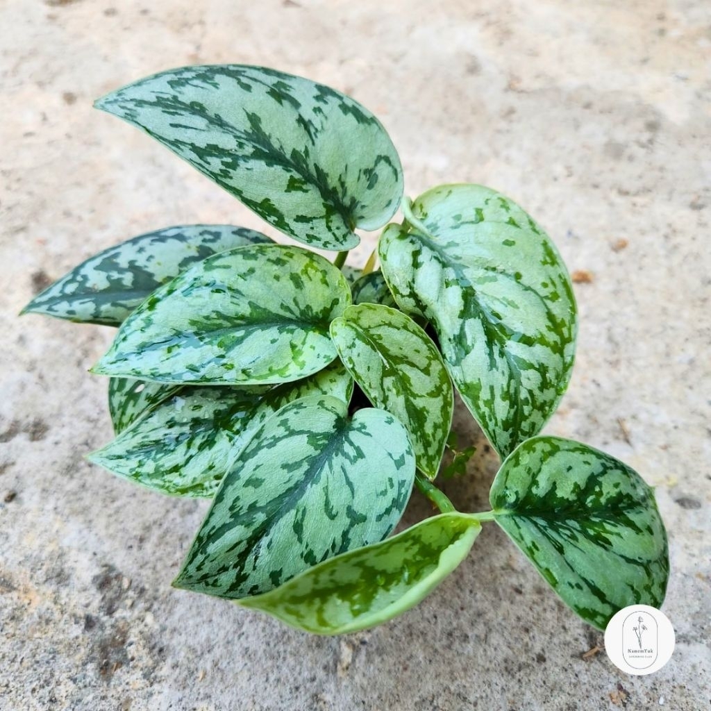 Scindapsus Silver Lady