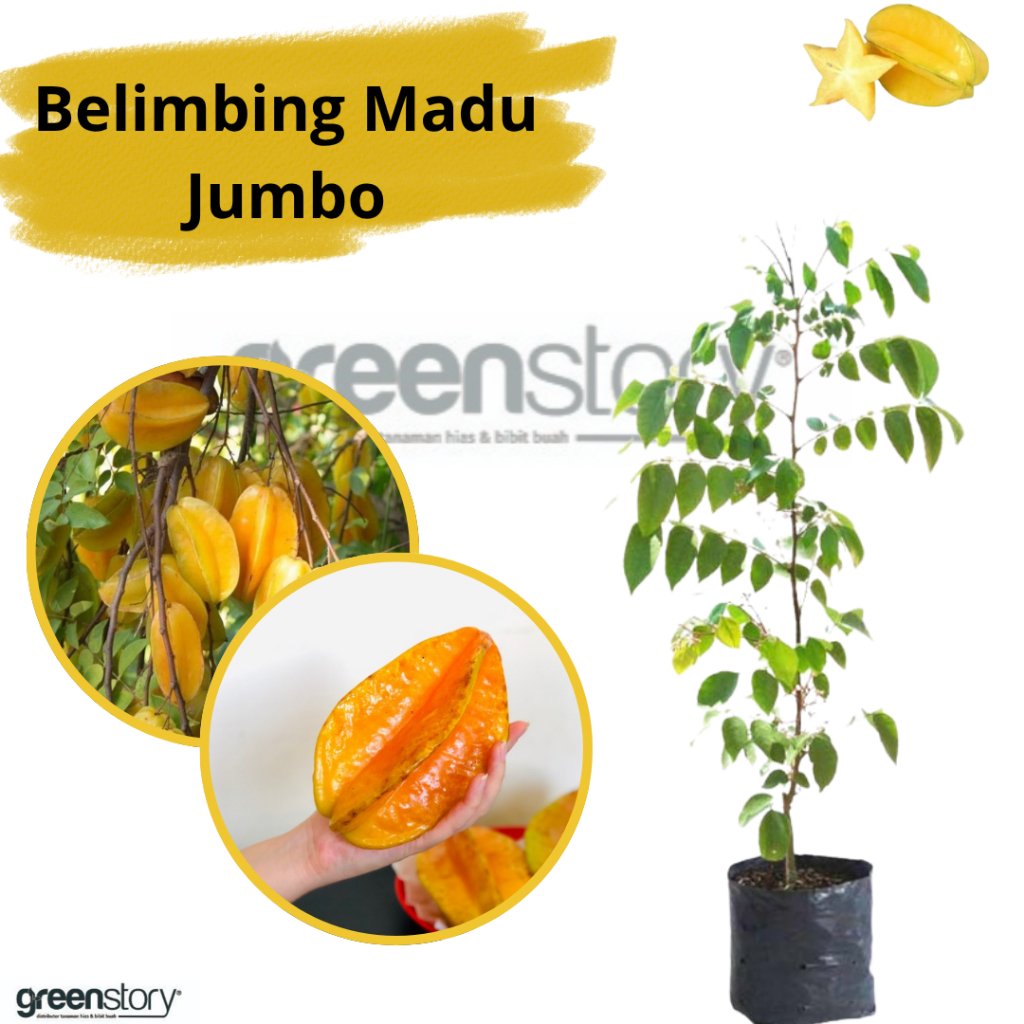 Bibit Belimbing Madu Jumbo
