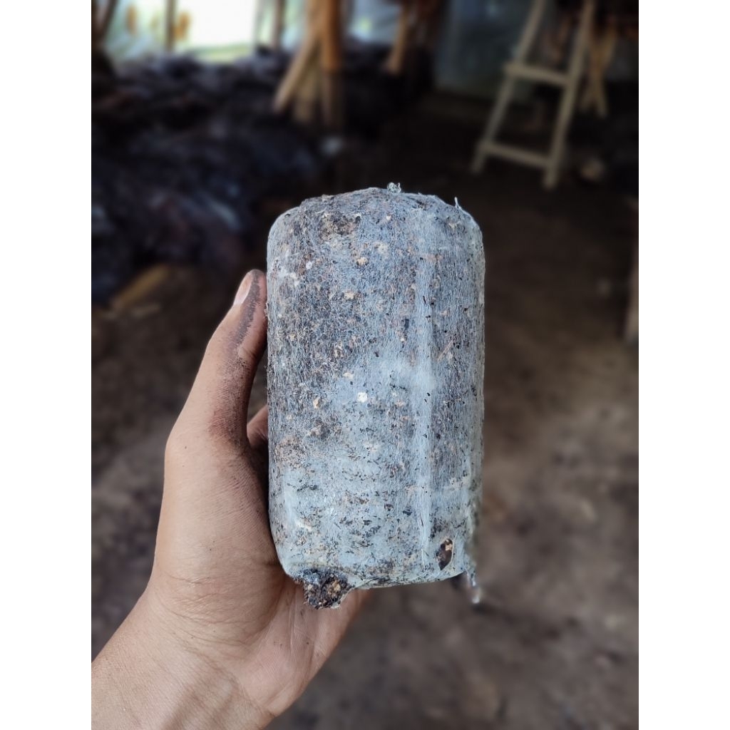 Bibit jamur merang (vollva mushroom) - COD