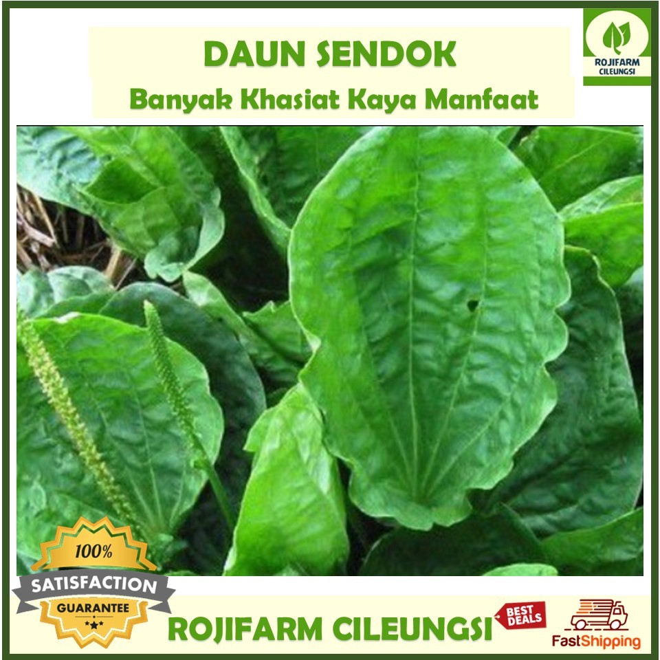 

Daun Sendok Segar 100gr