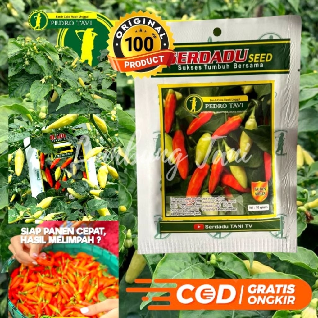 

BENIH PEDRO TAHAN VIRUS