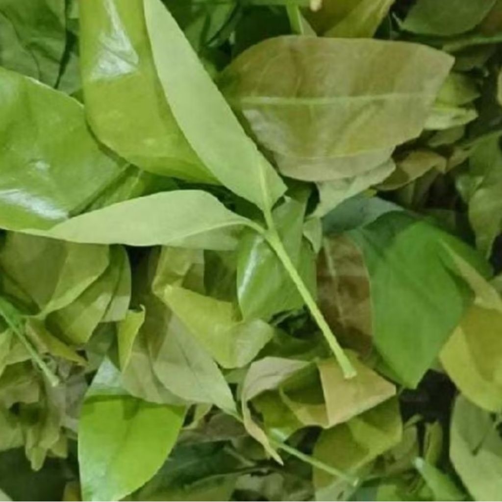 

daun malinjo segar per 250gr