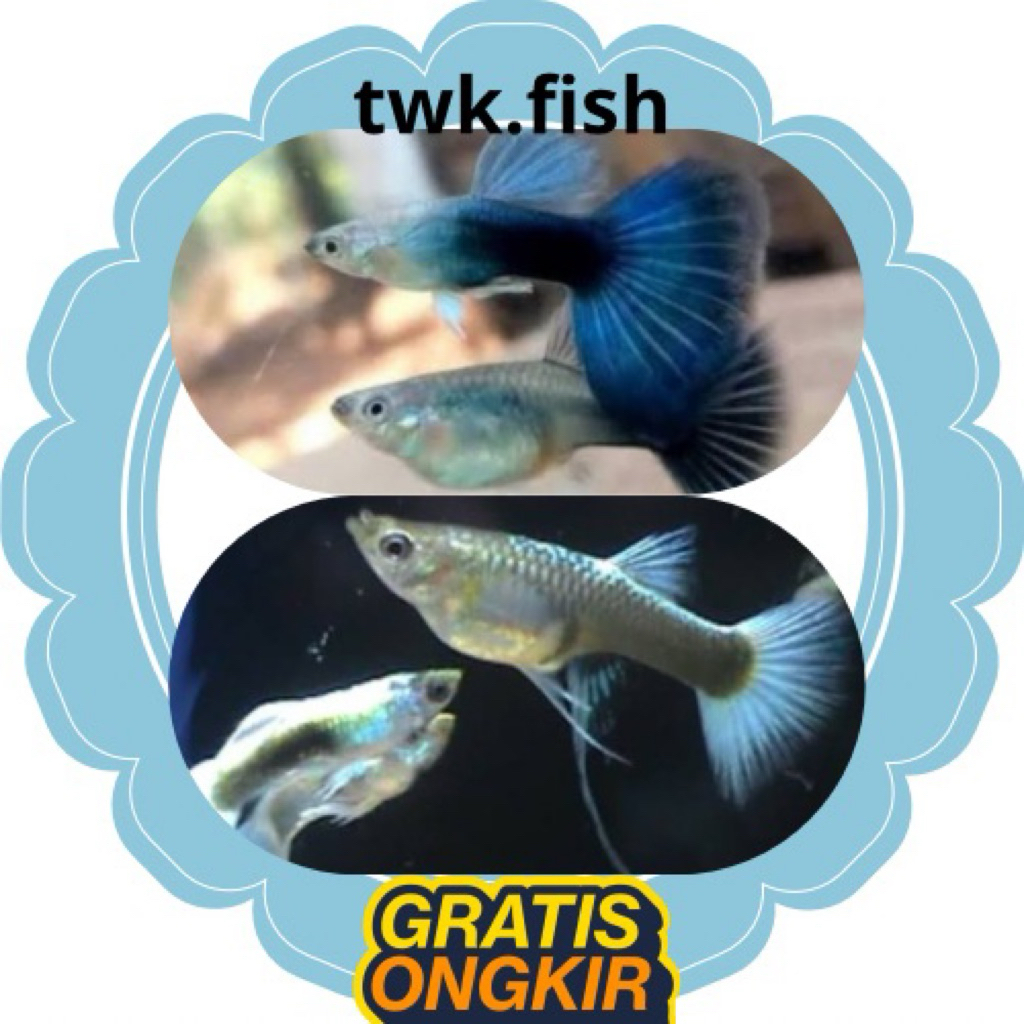 pembersih aquarium gupy / sepair hb blue & hb white