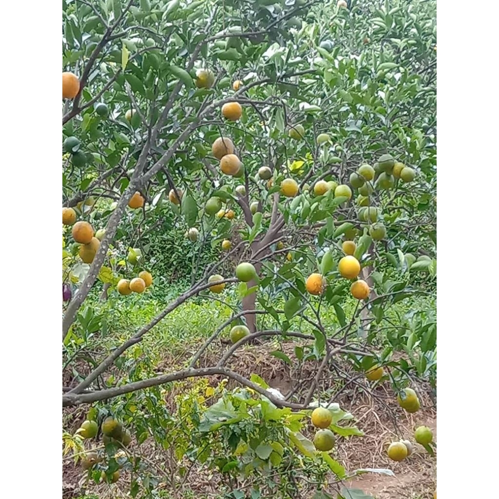 

Jeruk Baby Java Malang Paket 5.kg HARGA LEBIH HEMAT