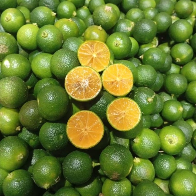 

JERUK SONKIT SEGAR JERUK KUNCI JERUK KASTURI JERUL LEMON CUI 500gr