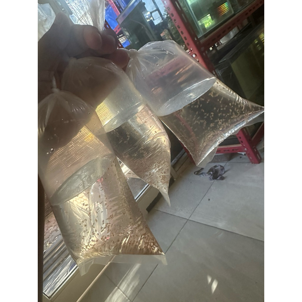 starter daphnia magna kutu air raksasa