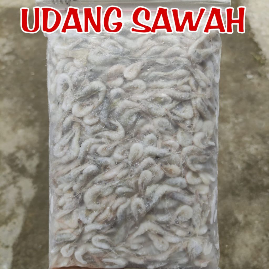 UDANG SAWAH BEKU / UDANG RAWA BEKU / UDANG KECIL / UDANG SAWAH BERSIH MURAH / UDANG SAWAH