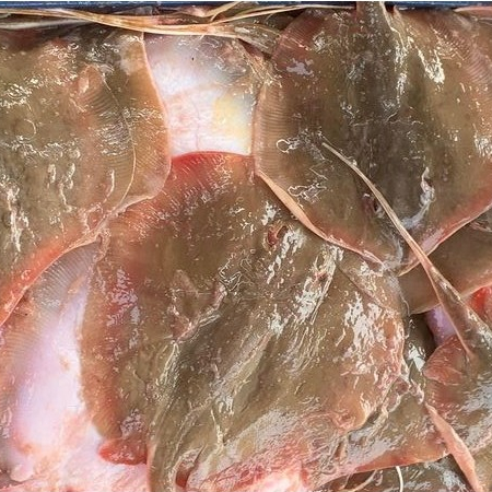 

Ikan Pari Segar Ikan Pari Utuh 1Kg