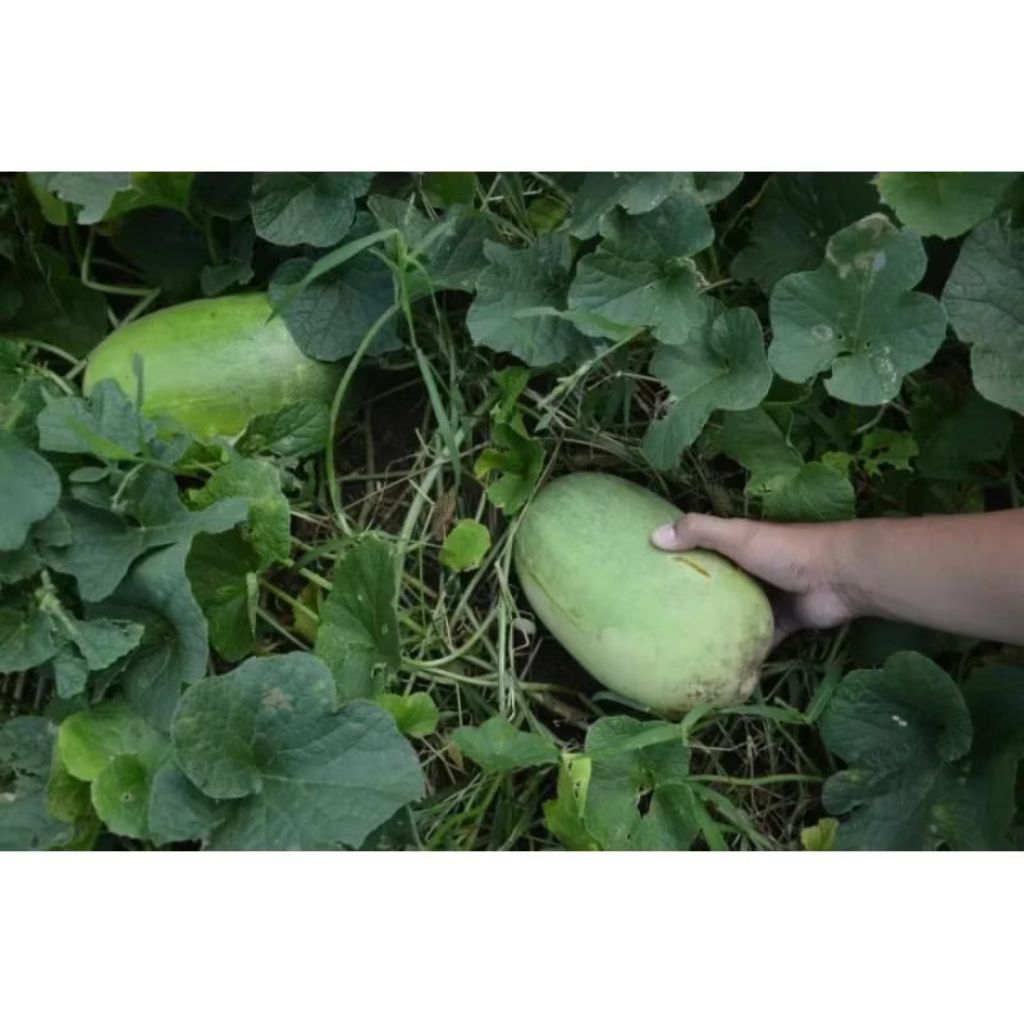 Biji benih timun suri putih