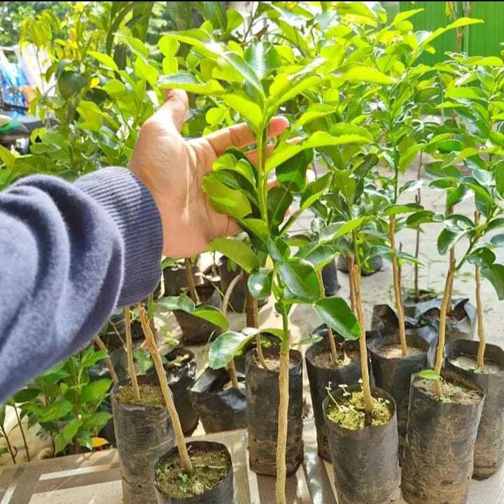 

Bibit Tanaman Jeruk Purut / Hasil Okulasi Cepat Berbuah / Jeruk Untuk Masak Tinggi 40CM - 90CM
