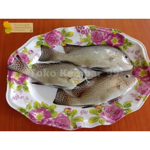 

Ikan Kaci Kaci Segar Ikan Kaci 1Kg