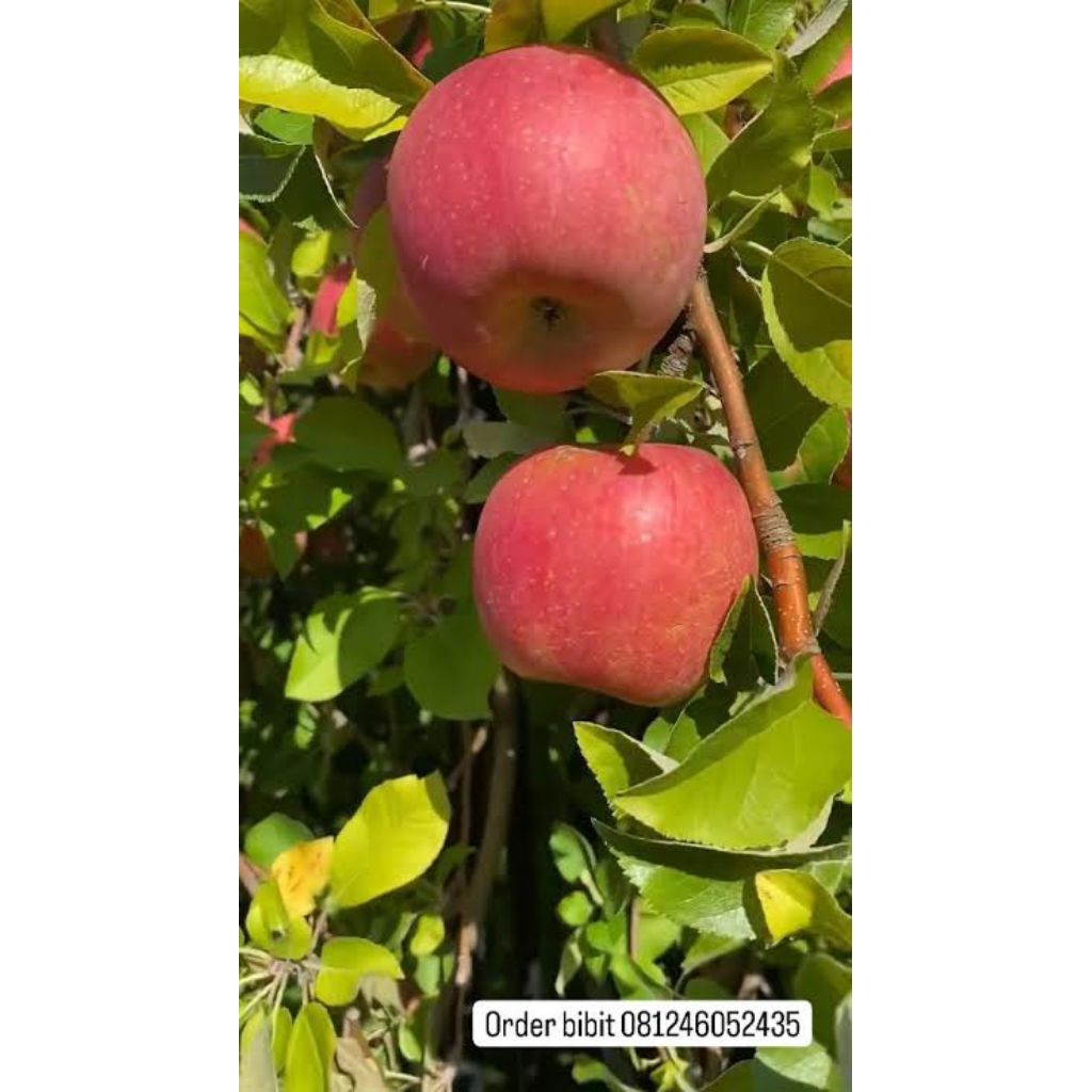 

bibit apel fuji hasil cangkok kualitas bagus