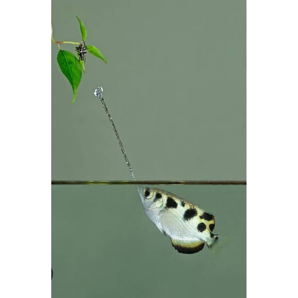 

ARCHERFISH/ IKAN TEMBAK / SUMPIT