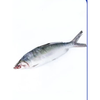 

Ikan Bandeng Cabut Duri Beku/Bandeng Frozen/Bandeng Cabut Duri Frozen