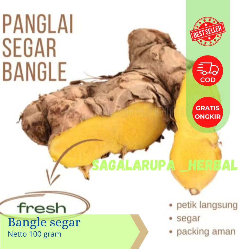 

BANGLE/PANGLAI IBU HAMIL SEGAR FRASH 50 GRM (BERSIH)