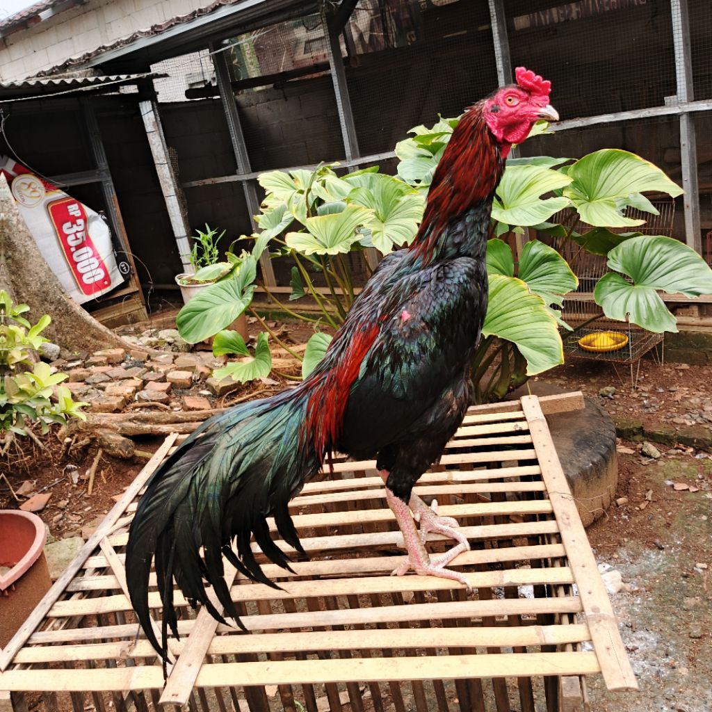 

ayam kampung asli liar freeess