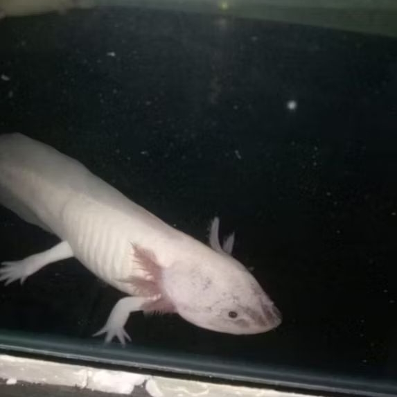 IKAN HIAS AXOLOTL PUTIH MATA HITAM [SIZE 13-15 CM] LEUCISTIC WHITE DOGFISH SALAMANDER WALKING FISH M