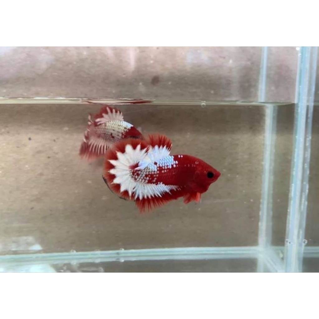 PK FCCP RED ARMY VIETNAM