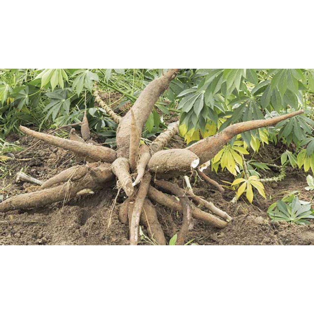 

singkong frees 11000/kg