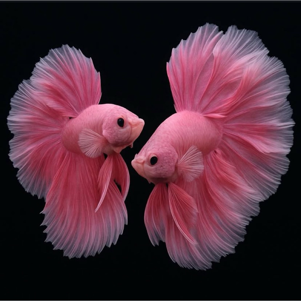 cupang halfmoon pink langka, ekor lebar, warna cerah terbaik