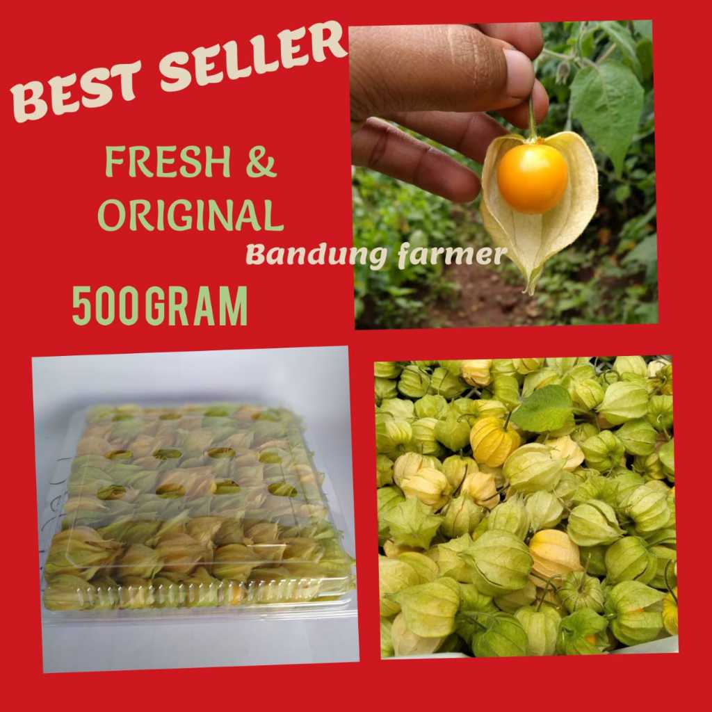 Ciplukan Fresh Murah 500gram -Cecenet - Golden berry