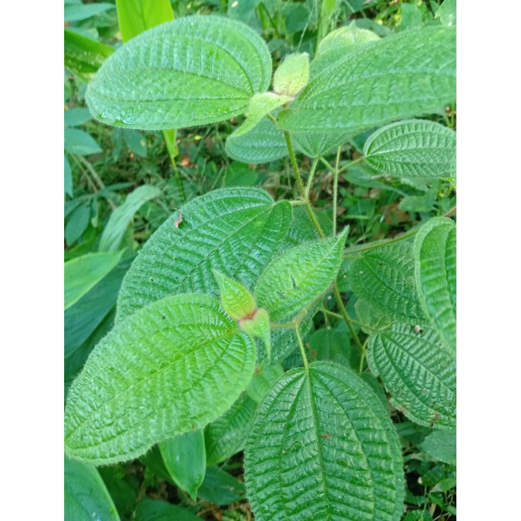 

senduduk bulu atau harendong bulu/250g fresh segar