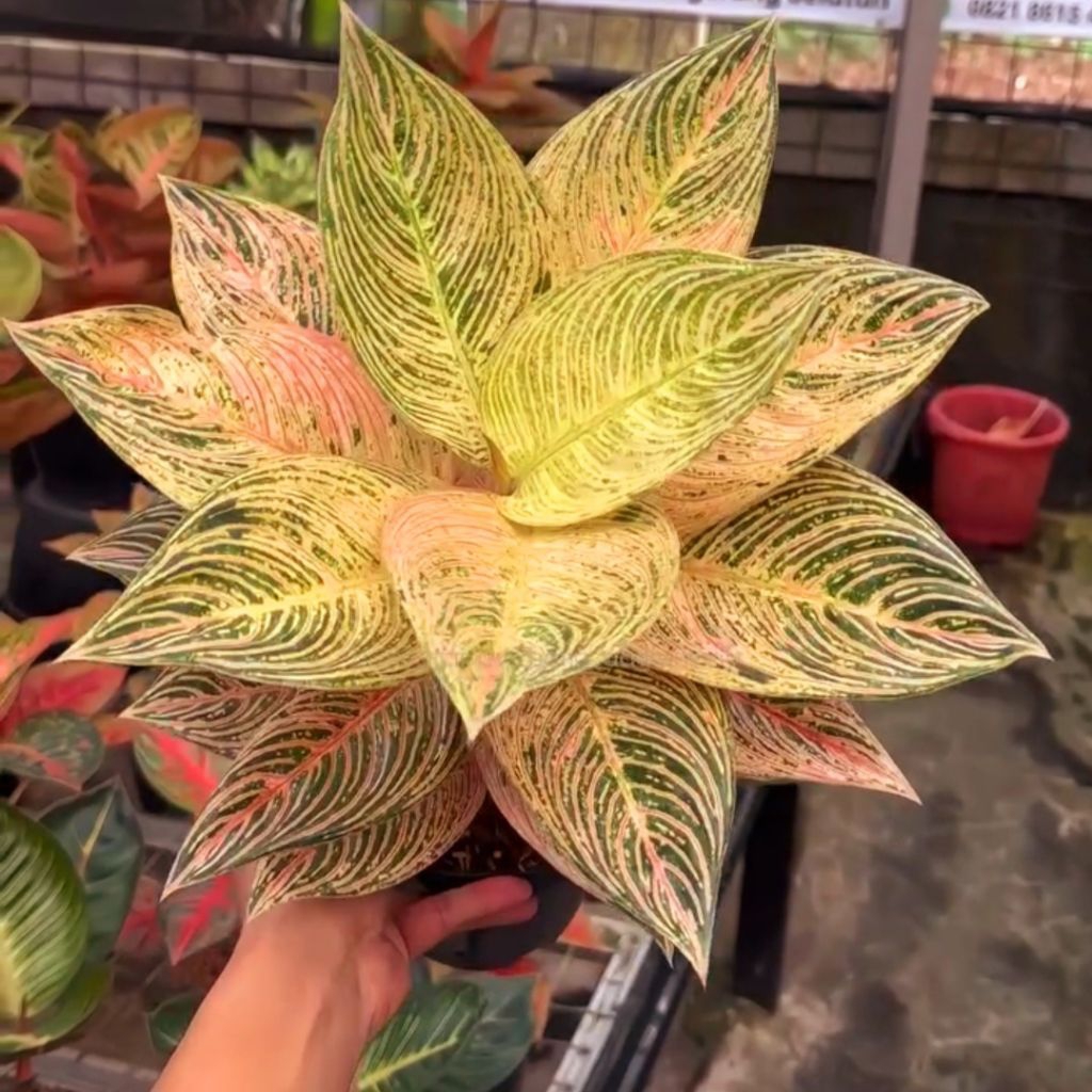 Aglonema Golden Hope Tanaman Hias Bunga Aglaonema Murah Merah BUKAN bonggol bibit - tanaman hias hid