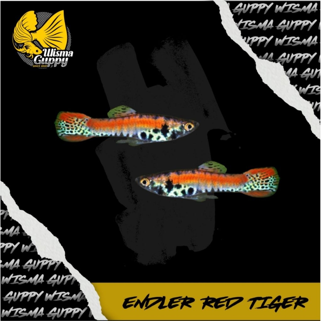 HIASAN AQUARIUM GUPPY/ENDLER RED TIGER