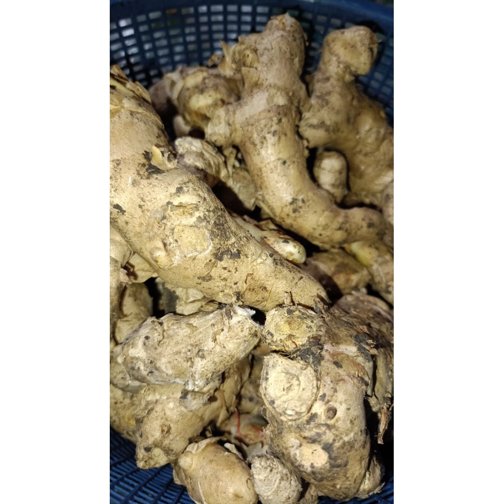 

kunyit putih besar 500gr