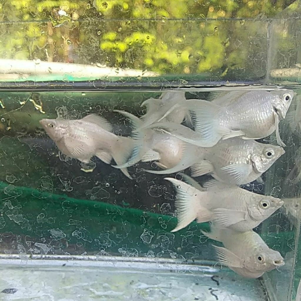 balon platinum lyretail