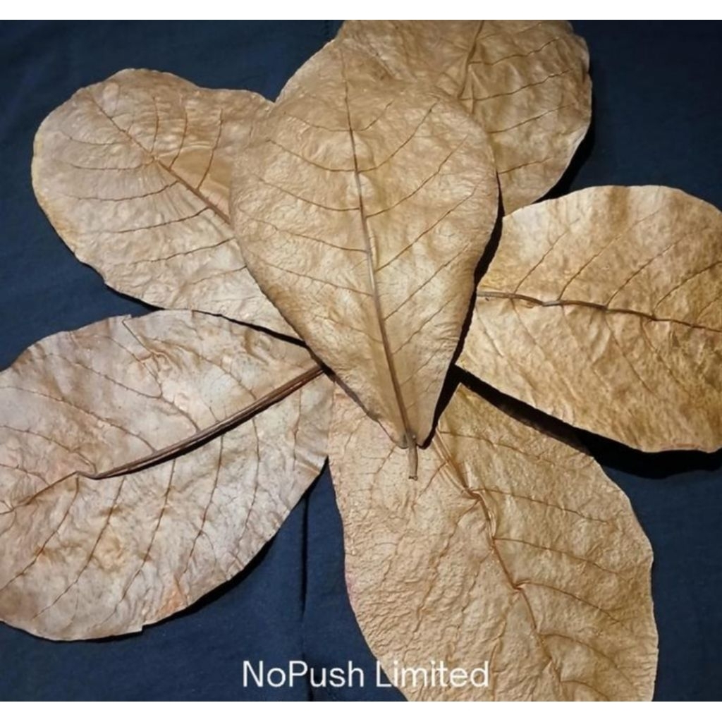 

DaunKetapangTerminaliaCatappaKualitasEksport