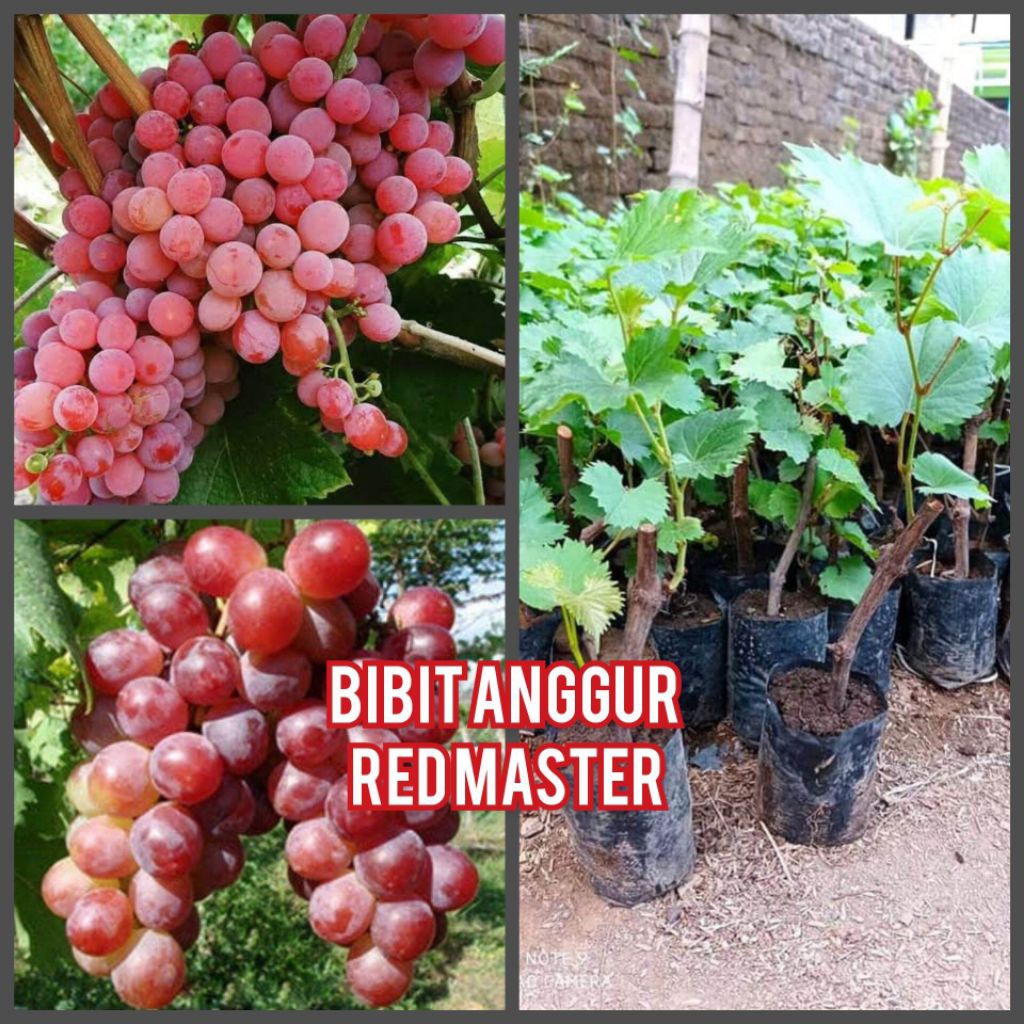 

Paket isi 4 bibit anggur red master super manis
