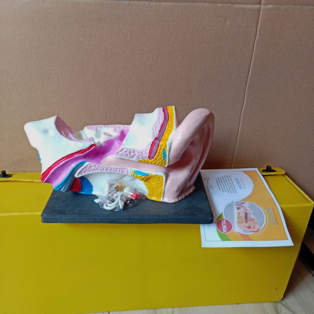 

model telinga, ipa biologi, alat peraga