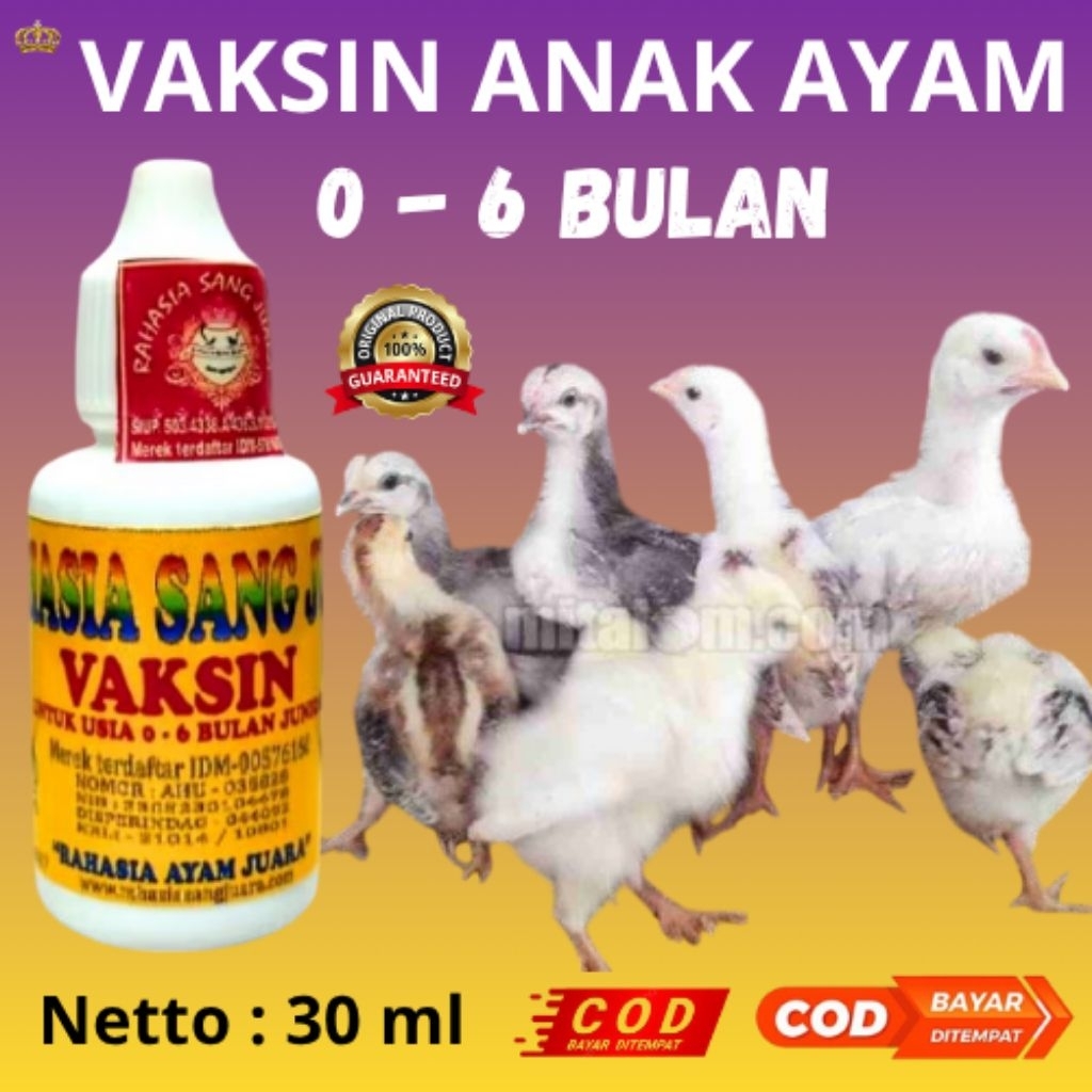 VAKSIN UNTUK ANAK AYAM BANGKOK UMUR 1-6 BULAN