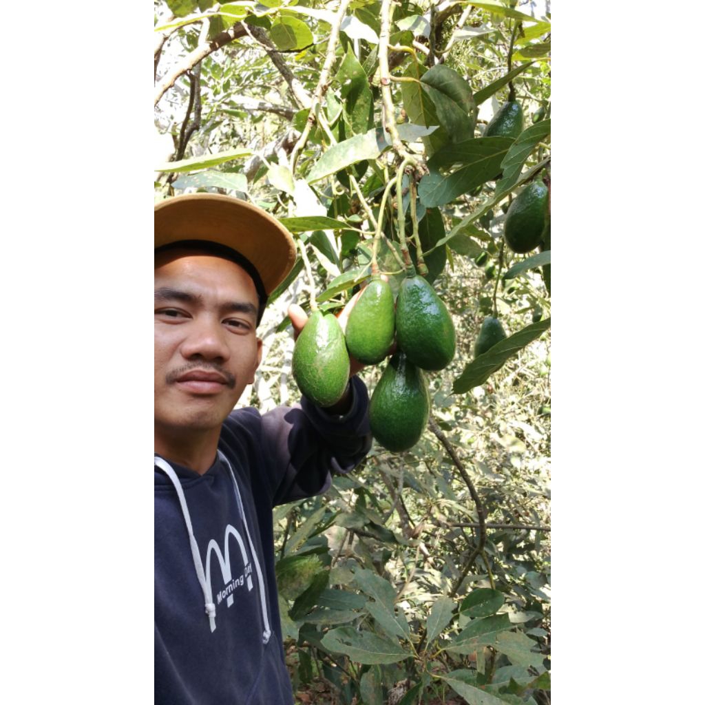 

alpukatMentegaLOKAL 1KG ISI 4/5/6 (DIKIRIM MENTAH) CREAMY GURIH PULEN