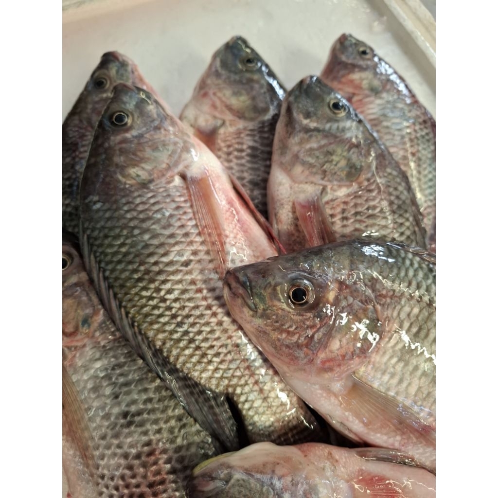 

Ikan Mujaer, Nila, Tilapia Fresh Di Bersihkan