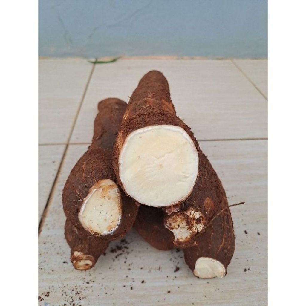 

singkong komsumsi 500gram |produk pilihan