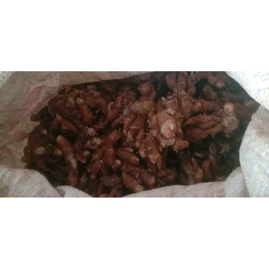 

kencur segar tua besar besar,hasil kebun sendiri, cocok buat seblak