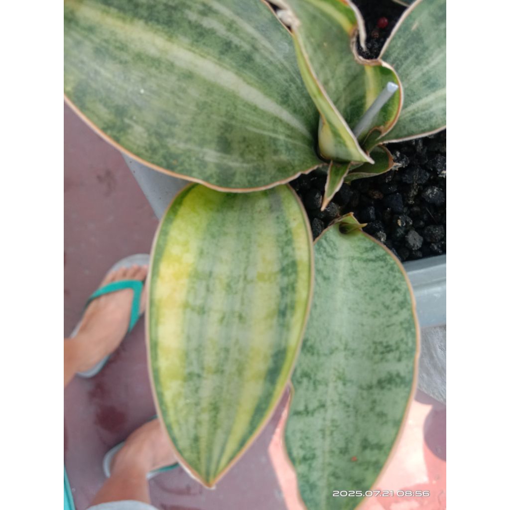 sansevieria tanzania variegata / lidah mertua tanzania var