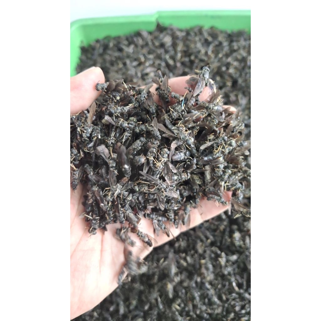 LALAT_BSF_MATI