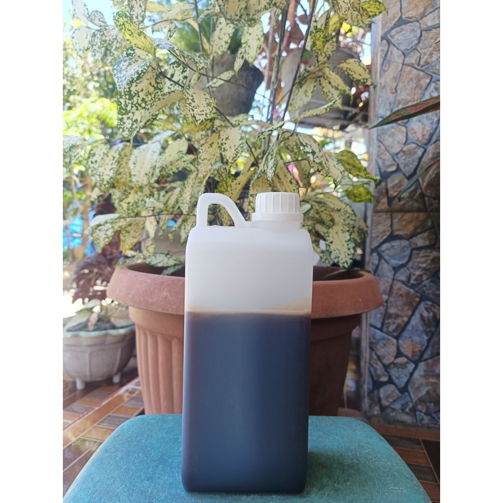 

madu hutan sumatera 1 kg