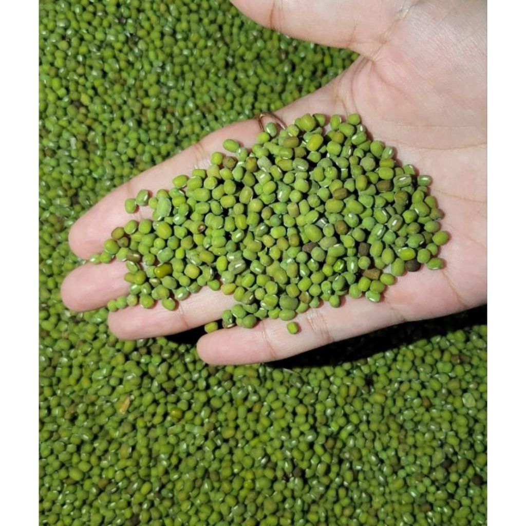 

KACANG HIJAU KONSUMSI | KACANG IJO BUBUR