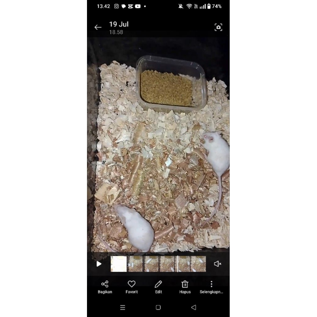 mencit untuk praktikum/pakan ular